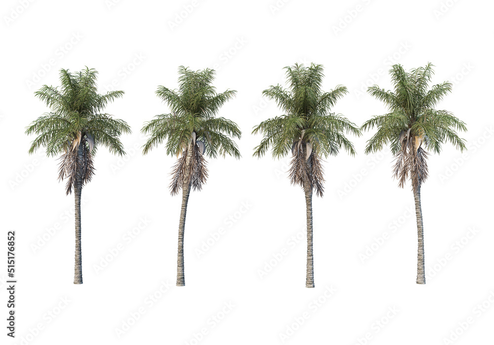 Obraz premium Palm trees on a white background.