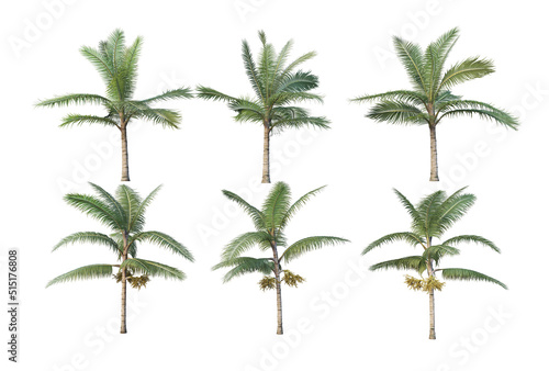 Palm trees on a white background.