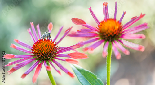 Echinacea Sonnenhut Lila With Bee