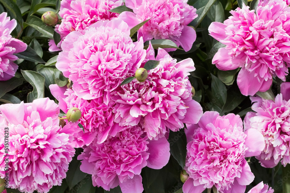 Fototapeta premium Bush with flowers of pink peonies in the garden in sunlight