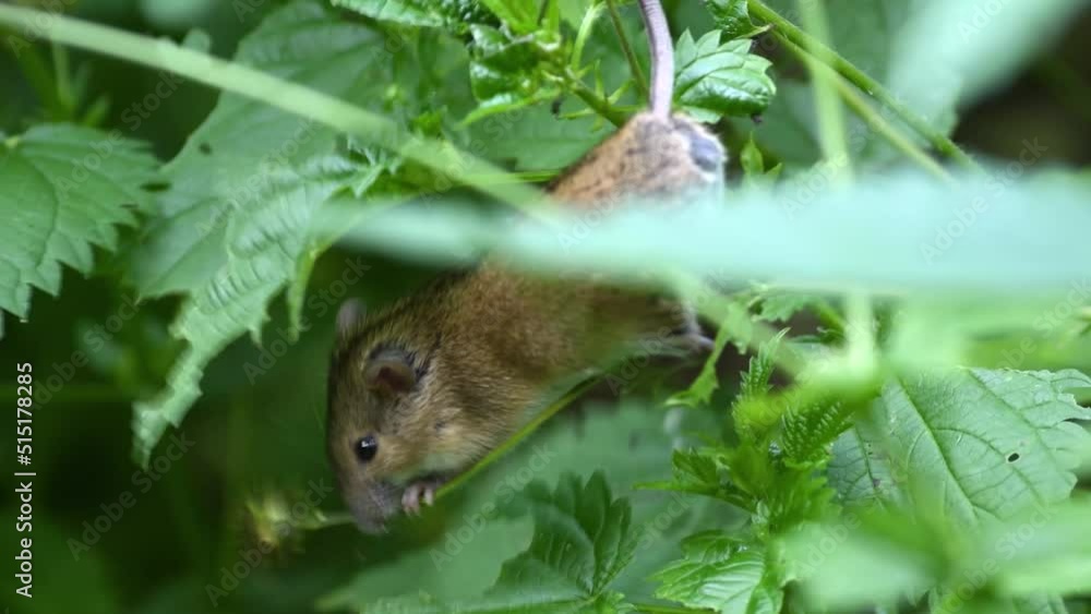 A small striped field mouse sits on a sprout and gnaws at its flower. The rodent spoils the flower. A small striped field mouse sits on a sprout and gnaws at its flower. The rodent spoils the flower.