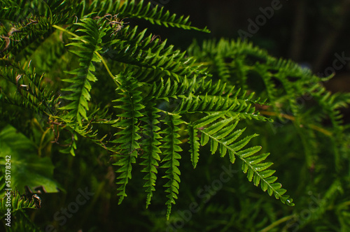 Forest green fern leaf closup