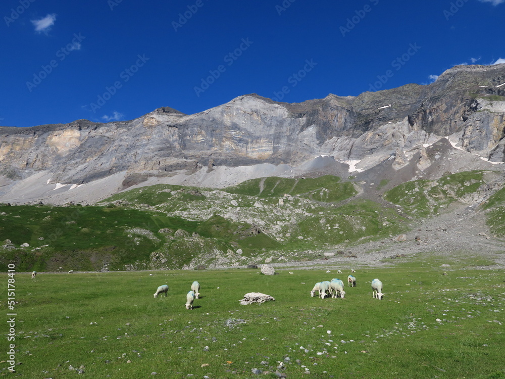 paysage de montagne avec mouton
