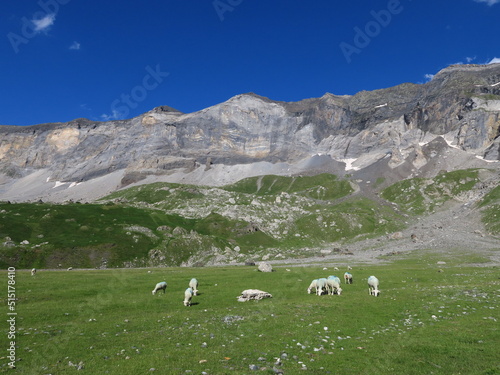 paysage de montagne avec mouton
