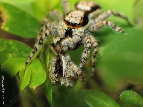 close-up of spider eating the others