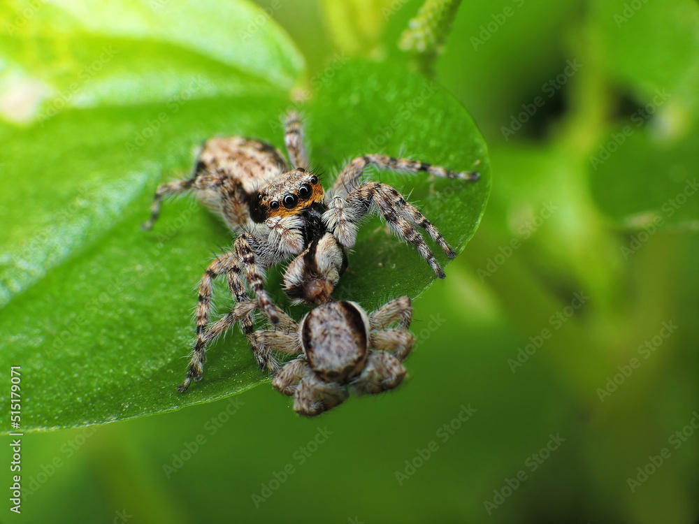 close-up of yellow jumping spider on leaf close-up of yellow jumping spider on leaf