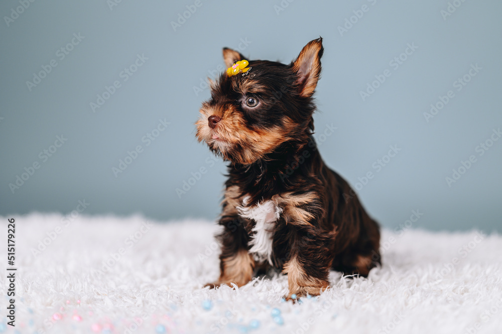 Cute and curious puppy posing on blue studio background. Yorkshire Terrier with hairpin on his head Cute and curious puppy posing on blue studio background. Yorkshire Terrier with hairpin on his head