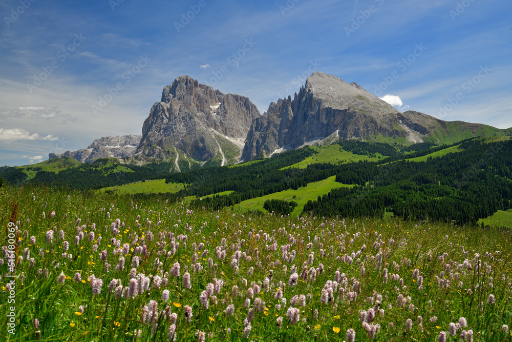 Eine idyllische Alpenlandschaft auf der Seiser Alm in den Südtiroler Dolomiten. Über blühende Wiesen und Wälder sieht man den Lang- und Plattkofel bei blauem Himmel.