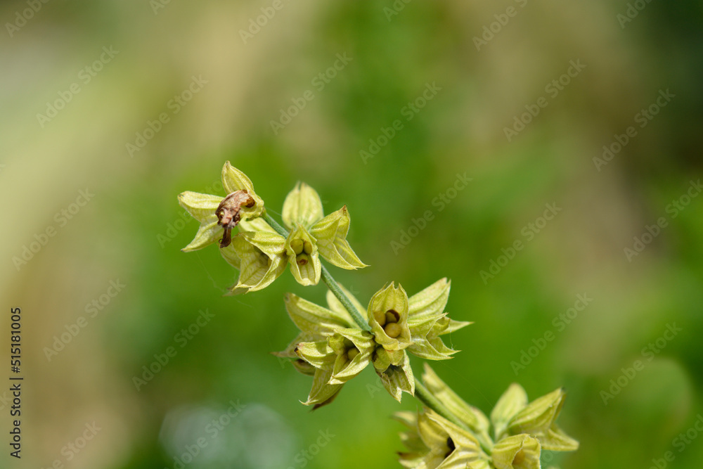Common sage Common sage
