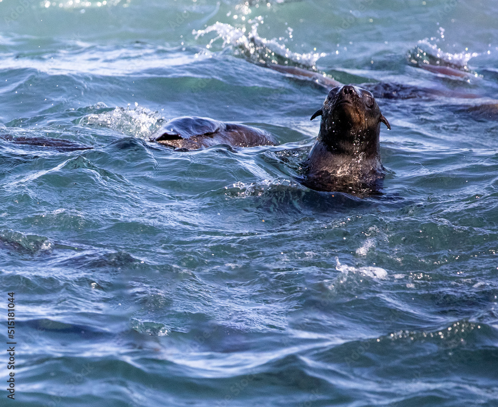 Obraz premium Seals enjoying the ocean next to South Africa's Geyser Island, just a few meters from the coastline of the fynbos coast, and a few kilometers from Gansbaai, home of great white sharks.