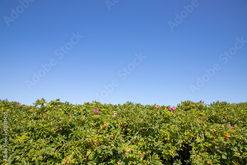 field of flowers with blue sky in background