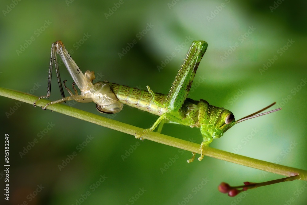 close-up of grasshopper on leaf