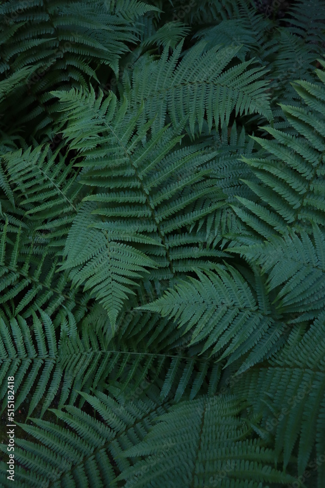 Green fern leaves as background