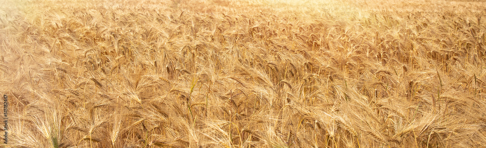 golden wheat field - harvest time golden wheat field - harvest time