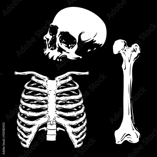 Human white skull, ribcage and bone isolated in black background vector EPS horror dark illustration pack
