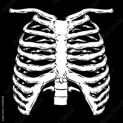 Human ribcage white isolated on black background vector EPS horror dark illustration