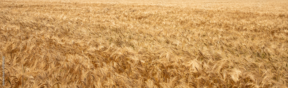 golden wheat field - harvest time golden wheat field - harvest time