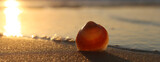 image of sandy summer beach and seashell at sunset light