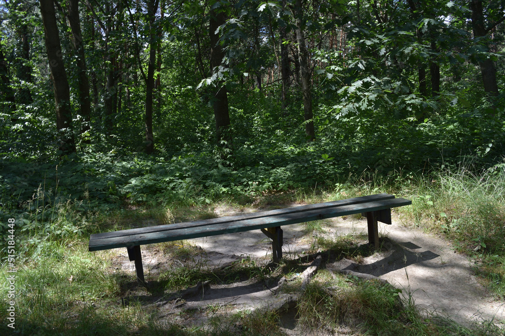 Bench in the park in summer. Sunny hot day in July