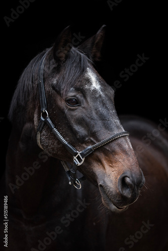 portrait of a horse © Leon