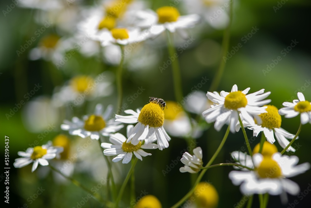bee on chamomile bee on chamomile