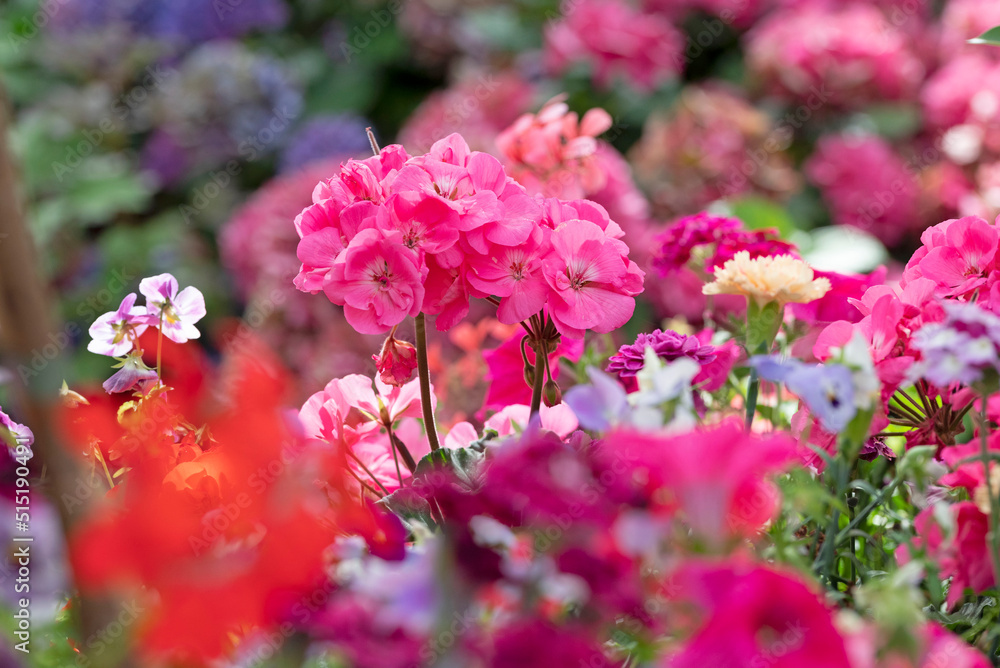 Anual planter with red geranium and purple surfinia - obrazy, fototapety, plakaty 