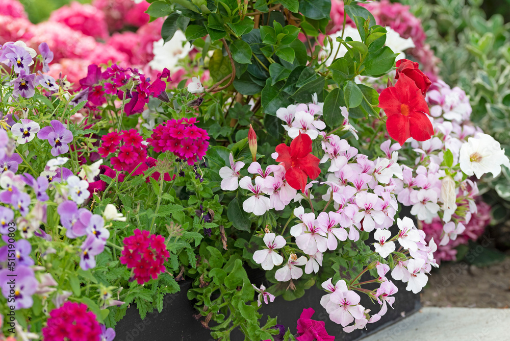 Anual planter with red geranium and purple surfinia