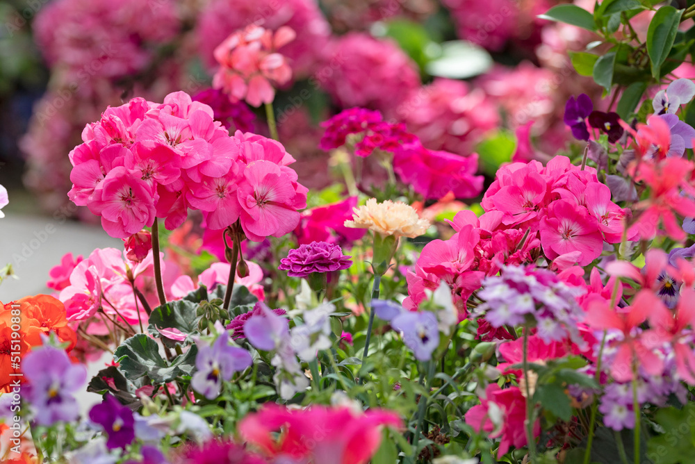 Anual planter with red geranium and purple surfinia