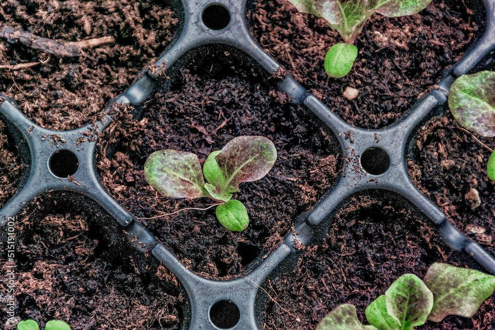 Top angle down on a 3 week old, red oak leaf lettuce plant.