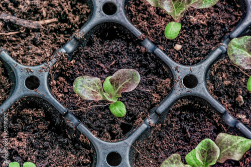 Obraz na płótnie Top angle down on a 3 week old, red oak leaf lettuce plant. w salonie