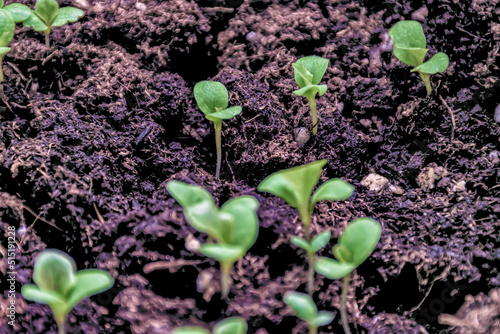 Close up of red oak lettuce seedlings in a garden.