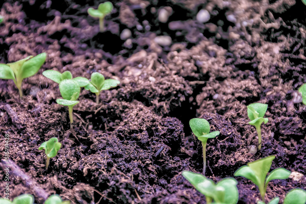Close up of red oak lettuce seedlings in a garden.