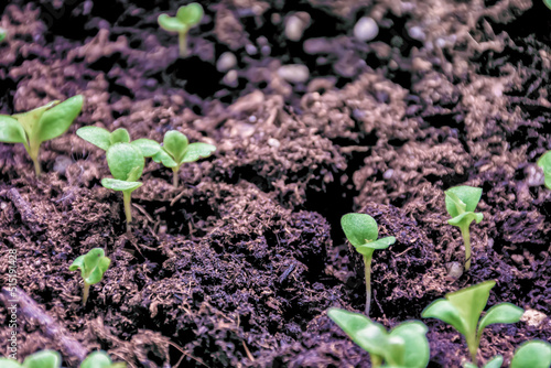 Obraz na płótnie Close up of red oak lettuce seedlings in a garden. w salonie