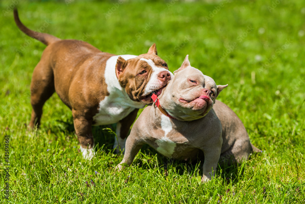 American Bully puppies dogs are playing on nature. A dog is pulling another dog by the collar.