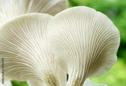 Artistic Texture of the Back of Matured Oyster Mushrooms or Pleurotus Pulmonarius