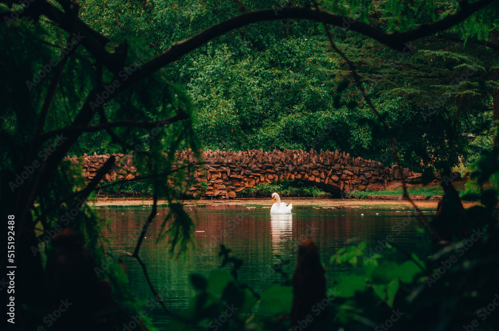 Fototapeta premium Swan In A Pond By A Bridge