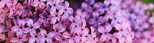 Banner for website header with lilac flowers, selective focus. Floral spring bright background