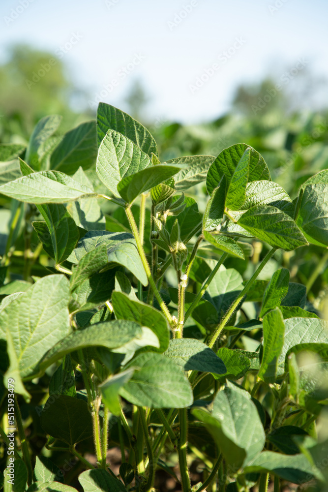 Soybean plants in a field close-up in bright sunlight. Agricultural field with soy Soybean plants in a field close-up in bright sunlight. Agricultural field with soy