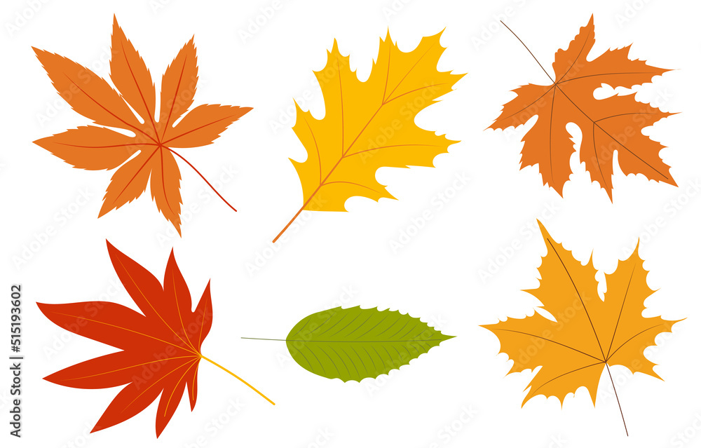 autumn leaves on white background set