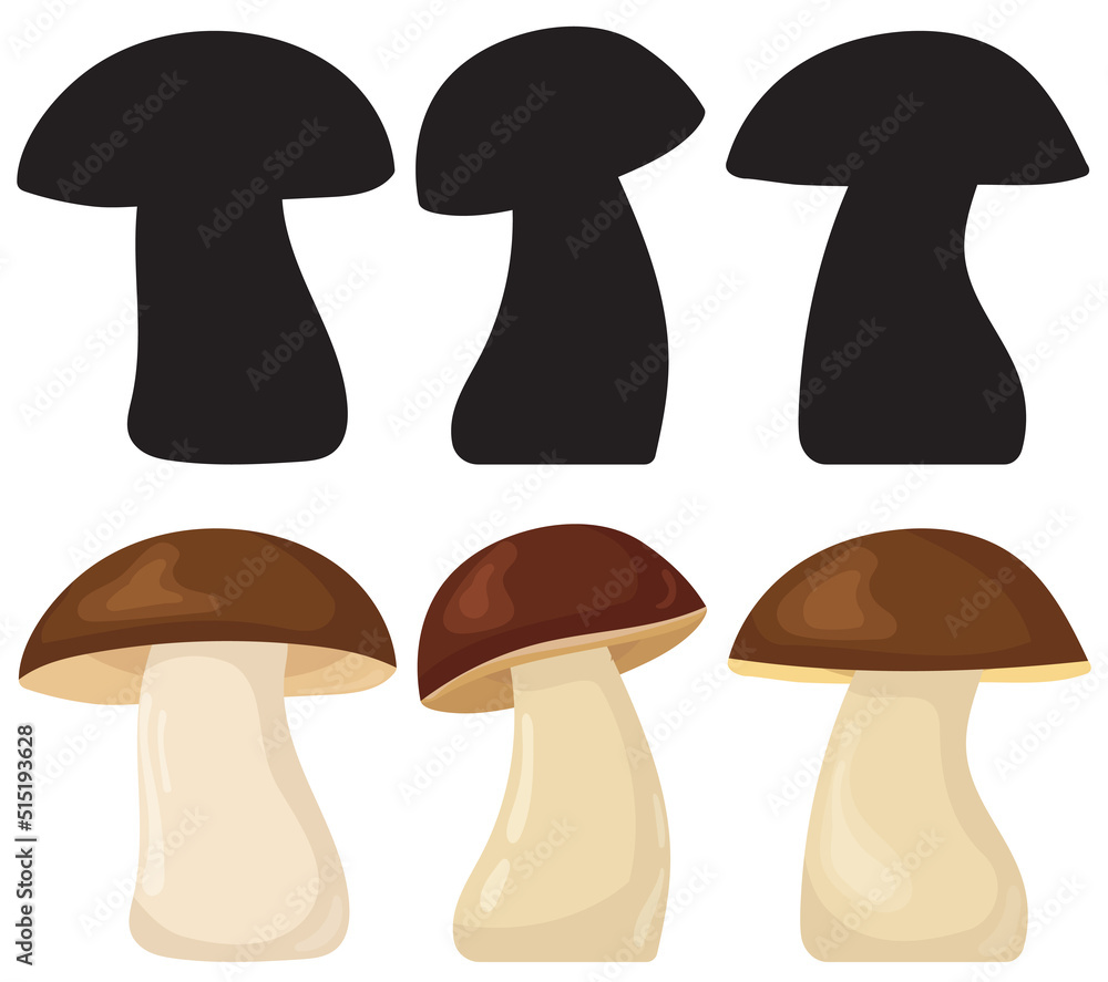 boletus mushroom on white background set vector