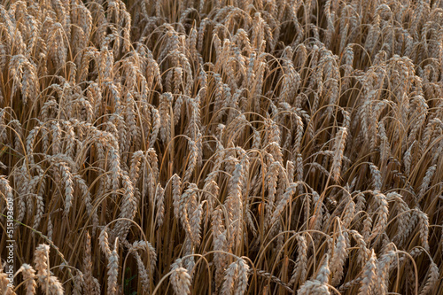 ripening ears of wheat field, harvest time and productive agricultural indust...