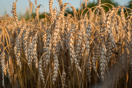 close up of ripening dry ears of wheat field, harvest time