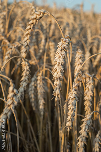 close-up of ripening ears of wheat field, harvest time of cereal crops, bread and food security