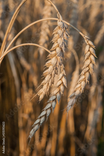 close-up of ripening ears of wheat field, harvest time