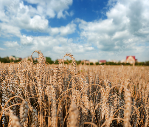 a field of dry wheat ready for harvest, a village and a beautiful sky blurred...