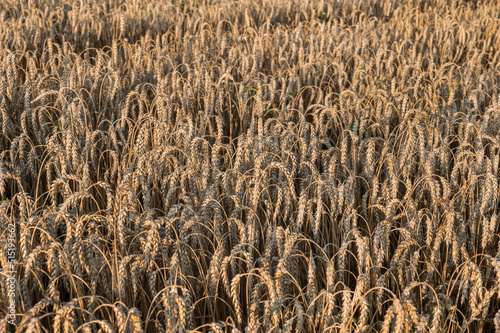 a ripe ear of dry wheat on top, a field ready for harvest