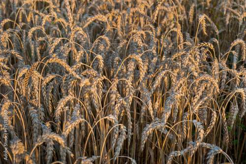 harvest time, harvest in Ukraine, ripe dry ear of wheat