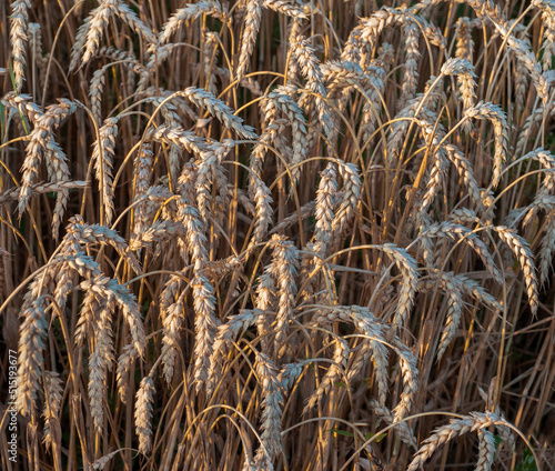 close-up of ripening ears of wheat field, harvest time