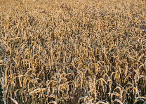 a ripe ear of a wheat field. Harvest concept, Ukraine