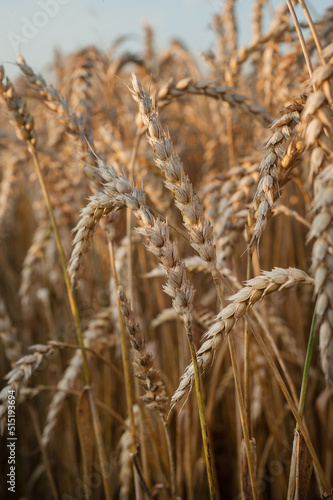 close-up of ripening ears of wheat field, harvest time